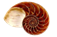 shell-clip-art-14.jpg